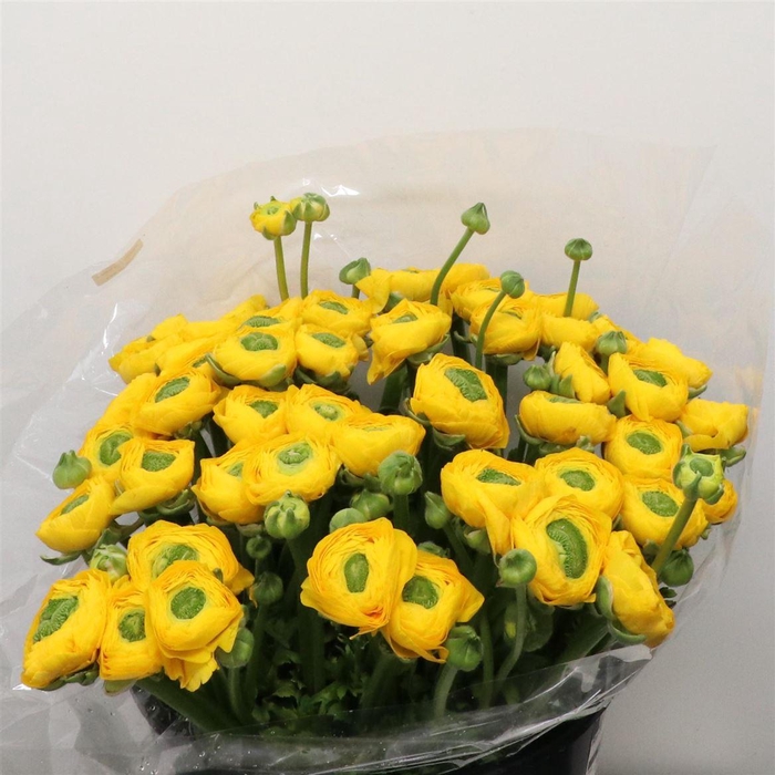 <h4>Ran Su Sr Ceres Yellow</h4>