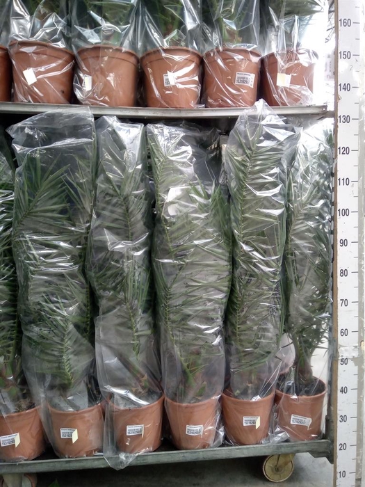 <h4>Phoenix canariensis</h4>