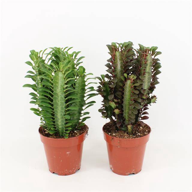 <h4>Euphorbia trigona</h4>