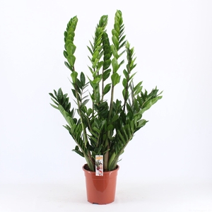 Zamioculcas zamiifolia