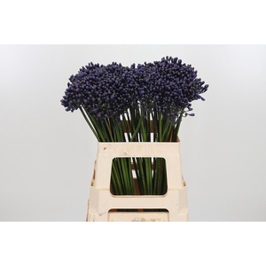 Agapanthus Intermedia