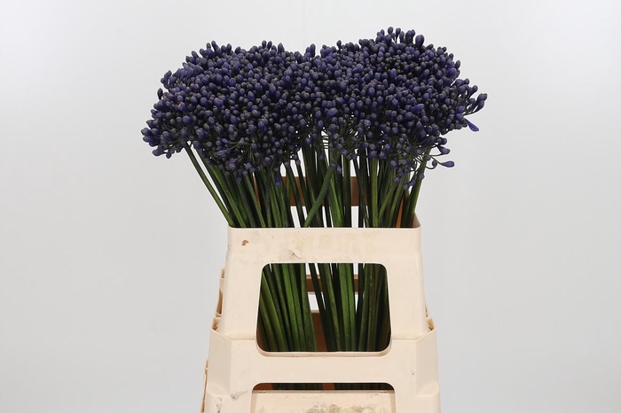 <h4>Agapanthus Intermedia</h4>