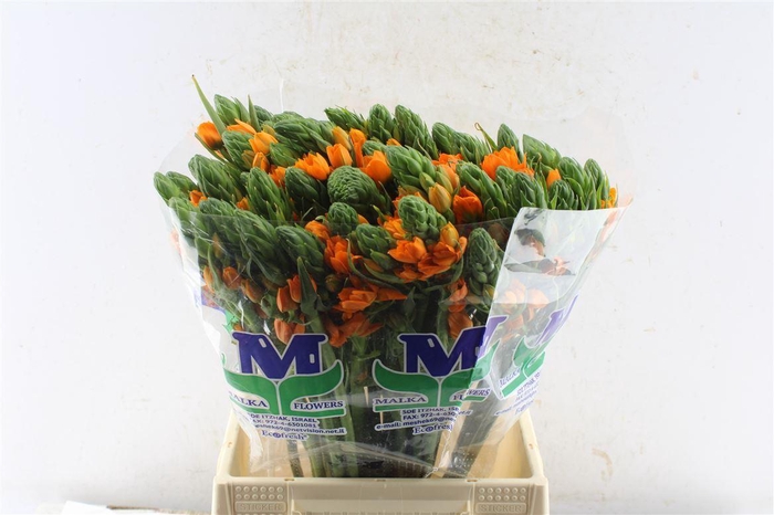 <h4>Ornithogalum Sunshine Orange</h4>
