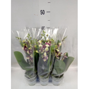 Phalaenopsis multi.   ...yellow