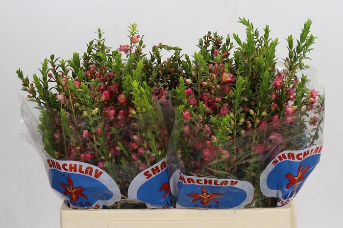 <h4>Chamecordia Rey</h4>