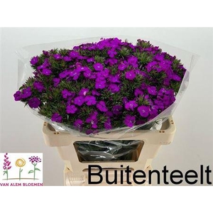 Di Barb Am Neon Purple