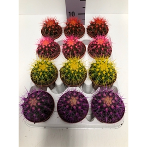 Echinocactus grusonii Rainbow 8,5Ø 10cm