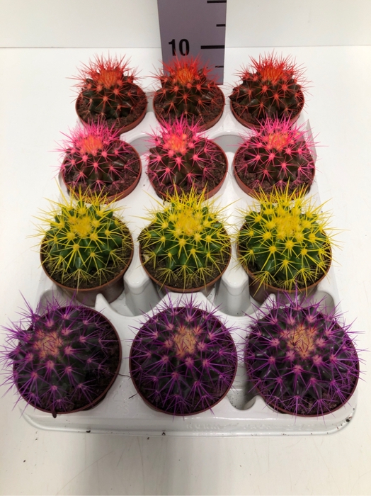 Echinocactus grusonii Rainbow 8,5Ø 10cm