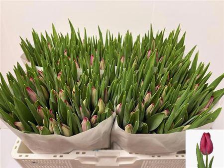 <h4>Tu En Frontline</h4>