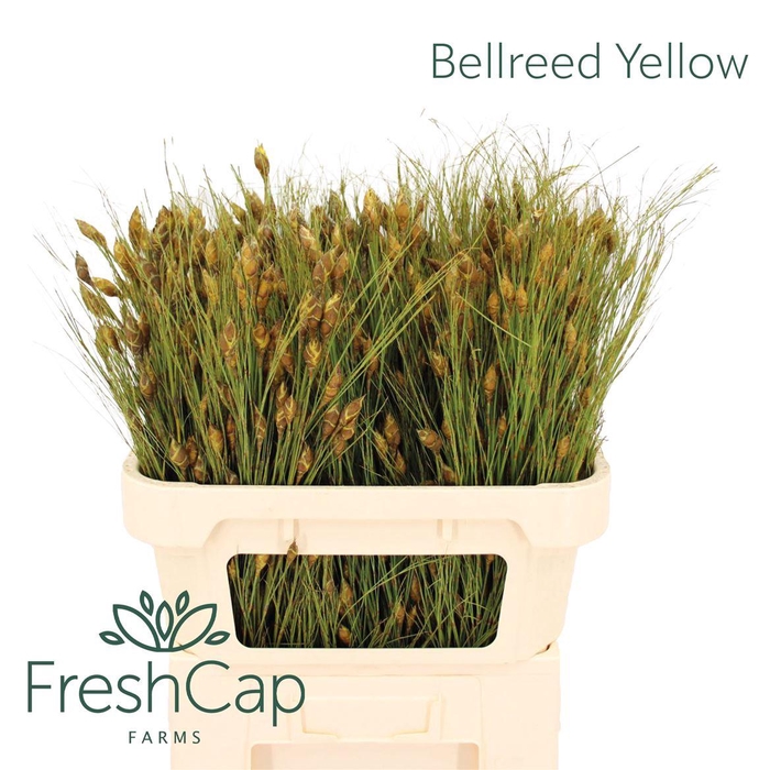 <h4>Bellreed Yellow</h4>