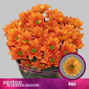 Chrysanthemum (Indicum Grp) grappe Kaya+