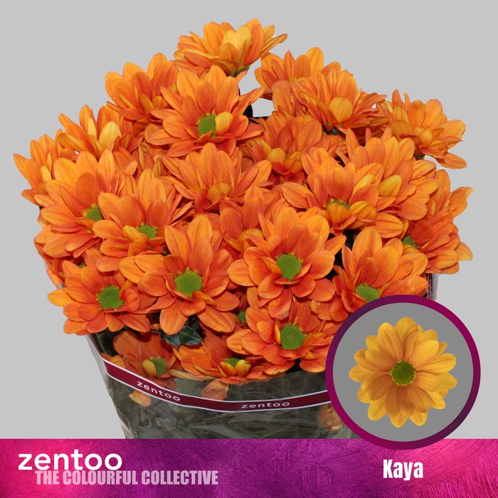 <h4>Chrysanthemum (Indicum Grp) grappe Kaya+</h4>