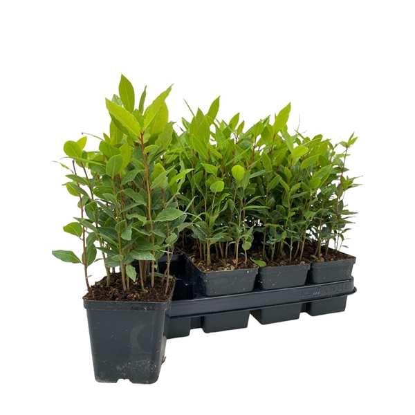 <h4>LAURUS NOBILIS</h4>