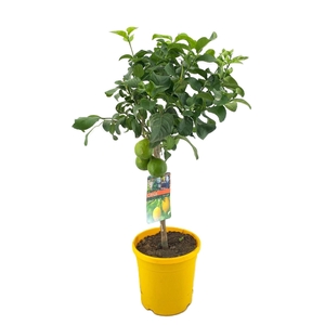 Citrus lemon