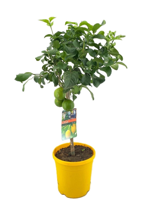 <h4>Citrus lemon</h4>