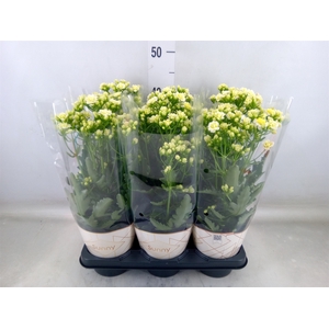 Kalanchoe  'Sunny White'