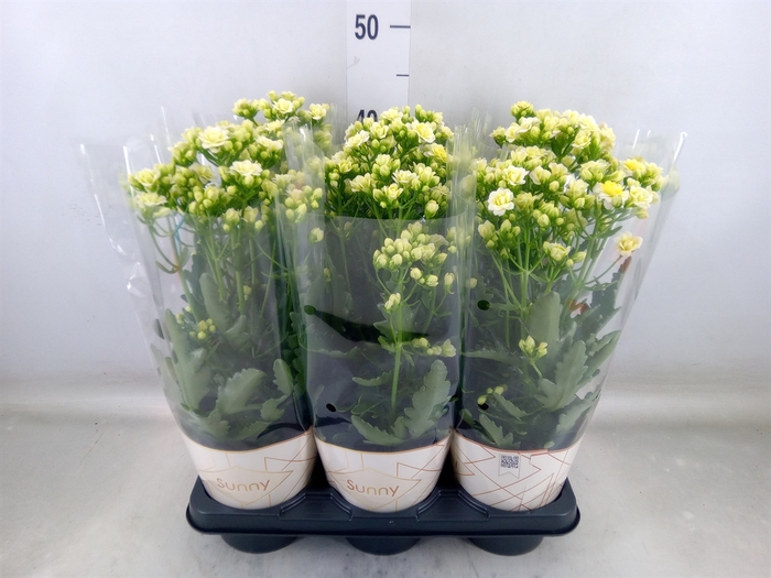 <h4>Kalanchoe  'Sunny White'</h4>