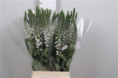 <h4>Lysimachia Elizabeth</h4>