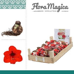 Amaryllis 28/30 Bulb Rood in Wooden Crate