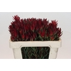 Leucadendron Blush Spray