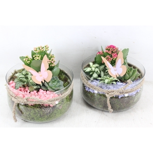 arr2 PL - Glas bose touw x3 - Lila/roze