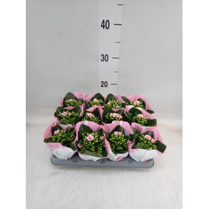 Kalanchoe  'Else Flowers Oakley'