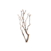 Syringa Branch Extra Kuhlmann