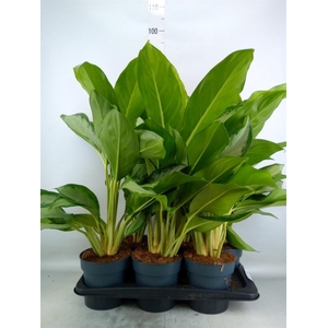 Aglaonema  'Cleopatra'