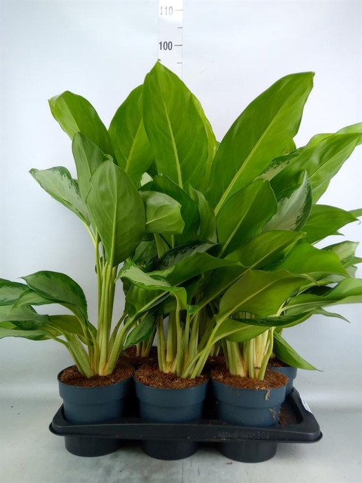 <h4>Aglaonema  'Cleopatra'</h4>
