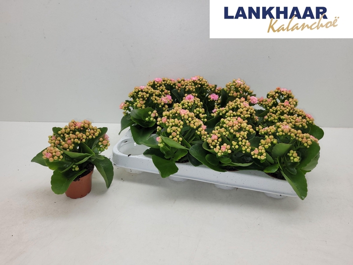 <h4>KAL GE PERFECTA PINK</h4>