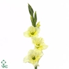 Oriental Wit schaal 9pp