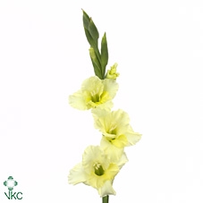 Oriental Wit schaal 9pp