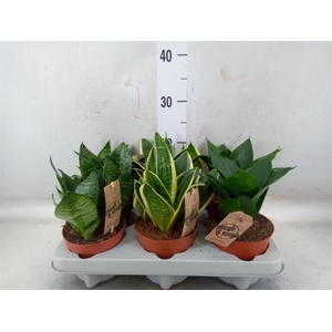 Sansevieria trifa. 'Hahnii'