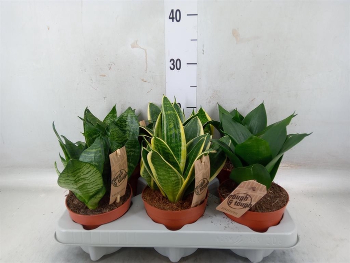 <h4>Sansevieria trifa. 'Hahnii'</h4>