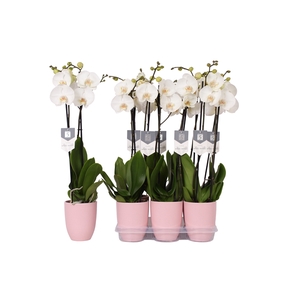 Phalaenopsis White World, 2-spike Pink Ceramics