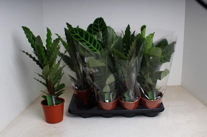 <h4>CALAT GEM 2 SRT</h4>