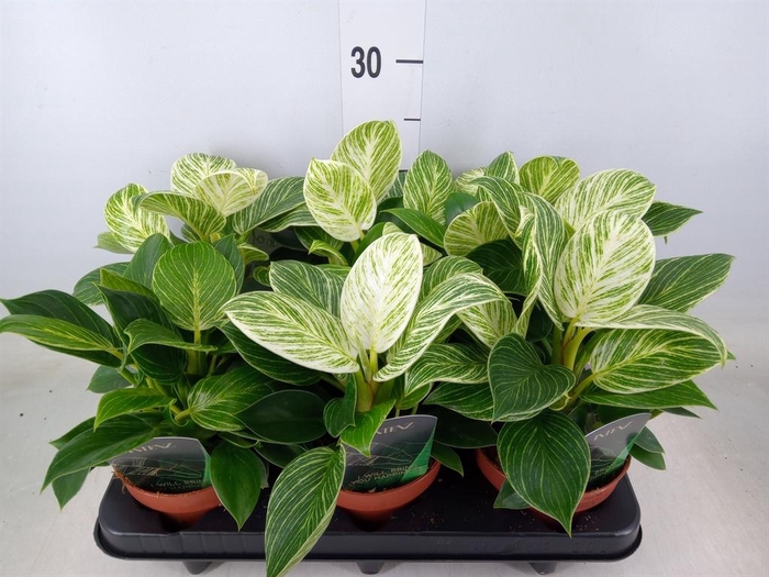 <h4>Philodendron   ...</h4>