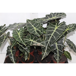 ALOCASIA POLLY P12