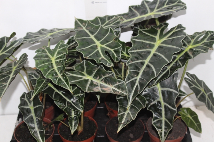 <h4>ALOCASIA POLLY P12</h4>