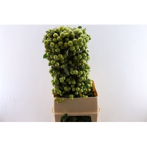 Malustak Green 100cm P Stem