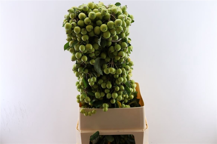 <h4>Malustak Green 100cm P Stem</h4>