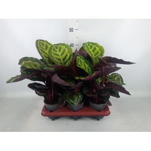 Calathea   ...