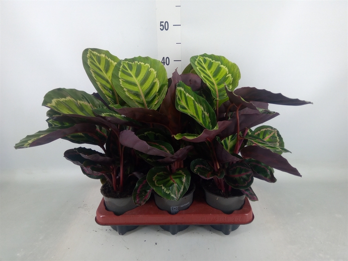 <h4>Calathea   ...</h4>