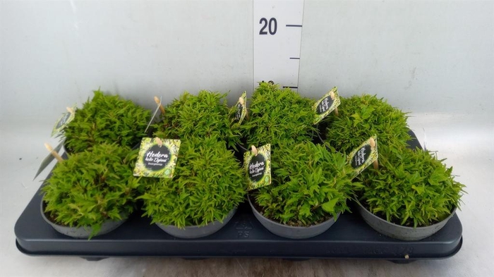 <h4>Hedera   ...</h4>