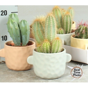 CACTUS OV