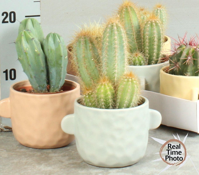 CACTUS OV