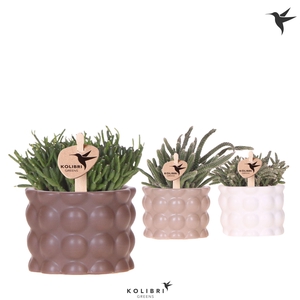 Kolibri Greens Rhipsalis mix in Cotton pot sand mix