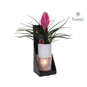 Glas tube Led planter groot met Tillandsia