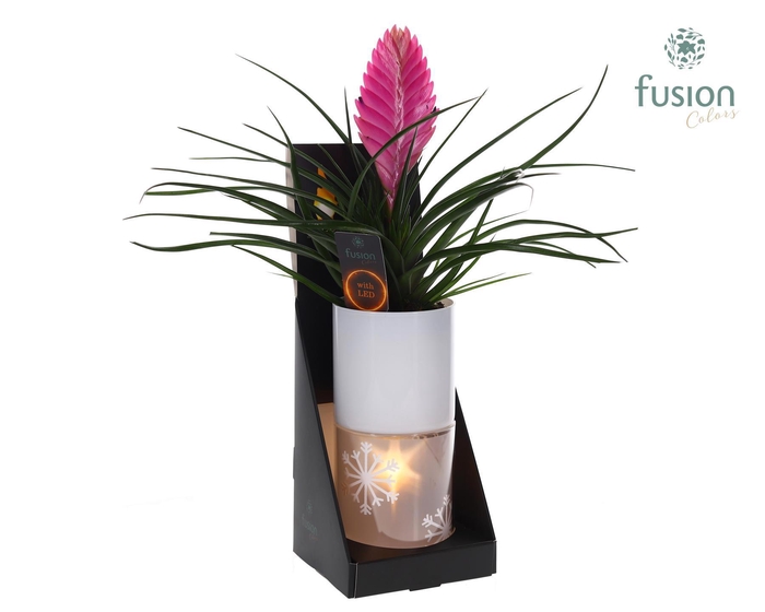 <h4>Glas tube Led planter groot met Tillandsia</h4>