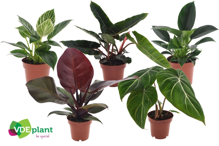 kamerplanten